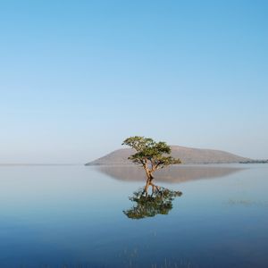 Preview wallpaper tree, sea, reflection, nature, landscape