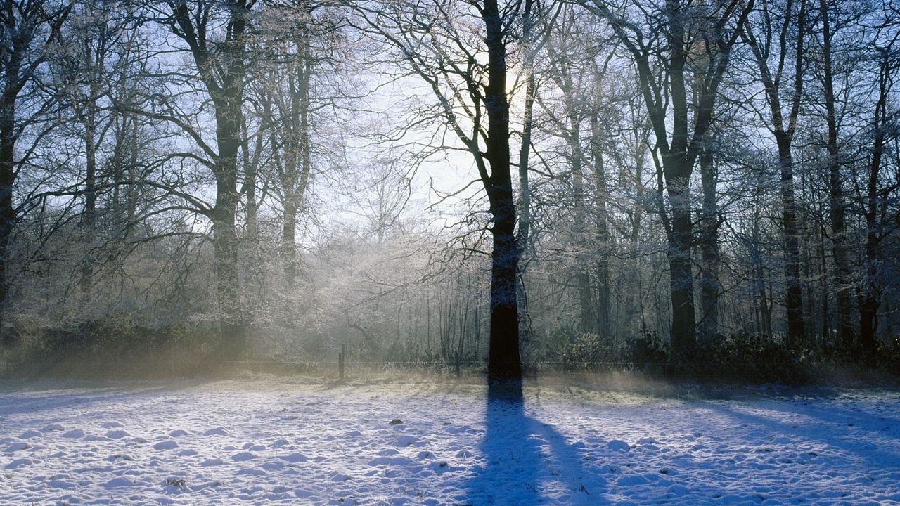Wallpaper tree, shadow, park, snow, sunlight