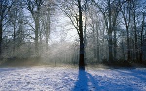 Preview wallpaper tree, shadow, park, snow, sunlight