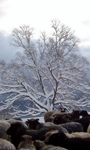 Preview wallpaper tree, sheep, herd, winter