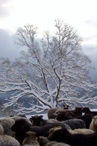 Preview wallpaper tree, sheep, herd, winter