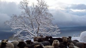 Preview wallpaper tree, sheep, herd, winter