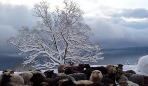 Preview wallpaper tree, sheep, herd, winter