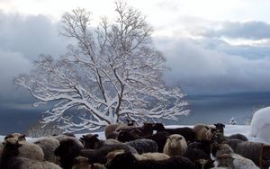 Preview wallpaper tree, sheep, herd, winter