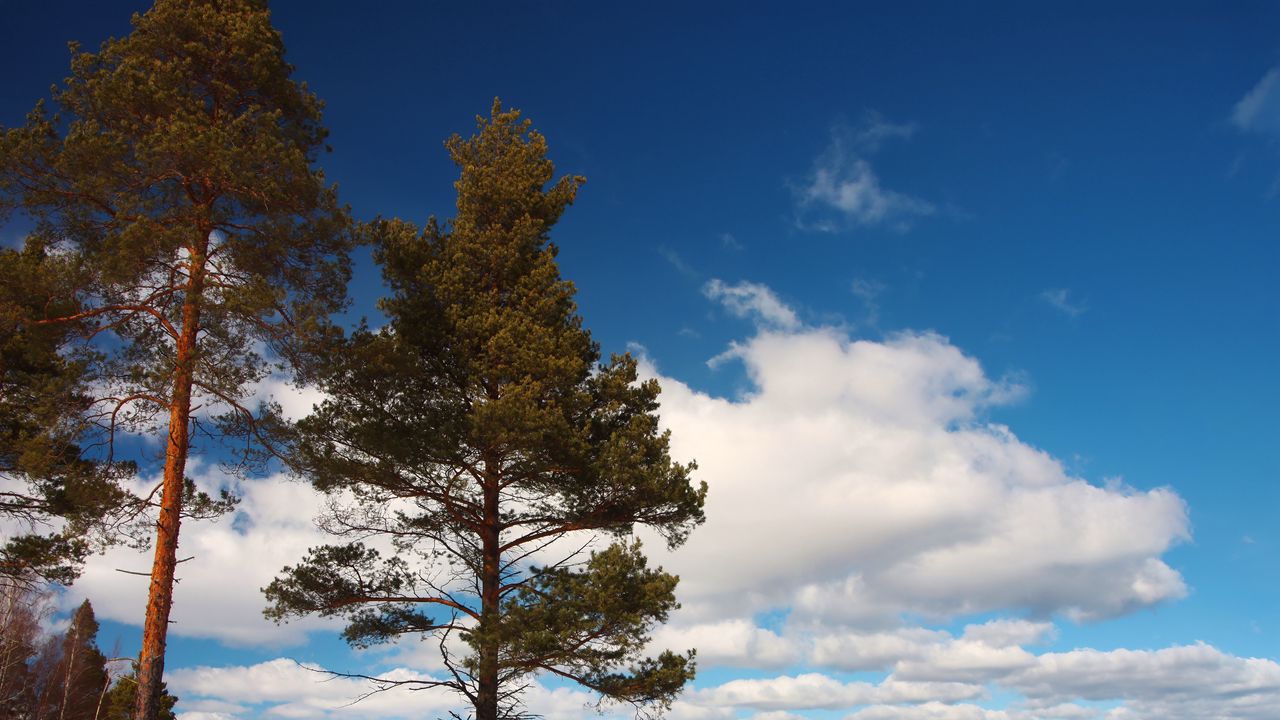 Wallpaper tree, shore, grass, lake, ice, winter, cold