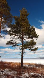 Preview wallpaper tree, shore, grass, lake, ice, winter, cold