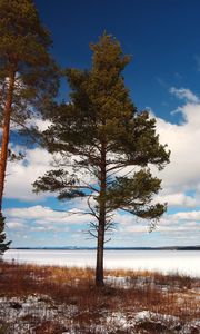 Preview wallpaper tree, shore, grass, lake, ice, winter, cold