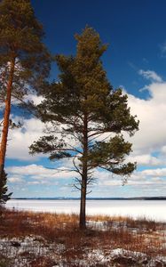 Preview wallpaper tree, shore, grass, lake, ice, winter, cold