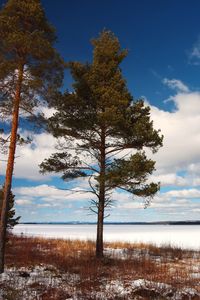 Preview wallpaper tree, shore, grass, lake, ice, winter, cold