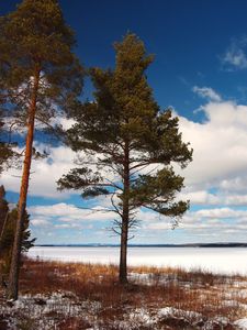 Preview wallpaper tree, shore, grass, lake, ice, winter, cold