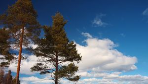 Preview wallpaper tree, shore, grass, lake, ice, winter, cold