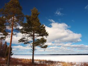 Preview wallpaper tree, shore, grass, lake, ice, winter, cold