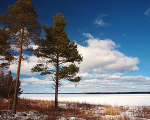 Preview wallpaper tree, shore, grass, lake, ice, winter, cold