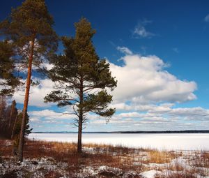 Preview wallpaper tree, shore, grass, lake, ice, winter, cold