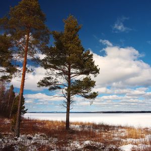 Preview wallpaper tree, shore, grass, lake, ice, winter, cold