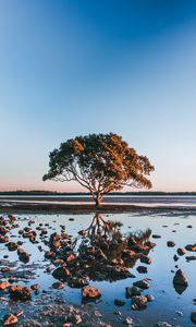 Preview wallpaper tree, shore, stones, water, reflection