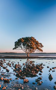 Preview wallpaper tree, shore, stones, water, reflection
