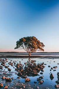 Preview wallpaper tree, shore, stones, water, reflection