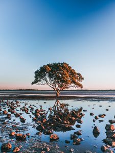 Preview wallpaper tree, shore, stones, water, reflection