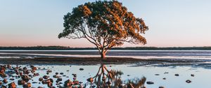 Preview wallpaper tree, shore, stones, water, reflection