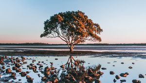 Preview wallpaper tree, shore, stones, water, reflection