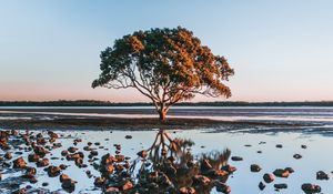 Preview wallpaper tree, shore, stones, water, reflection