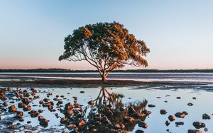 Preview wallpaper tree, shore, stones, water, reflection