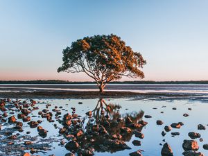 Preview wallpaper tree, shore, stones, water, reflection