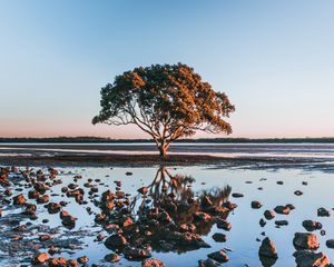Preview wallpaper tree, shore, stones, water, reflection