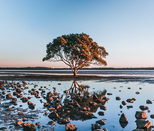 Preview wallpaper tree, shore, stones, water, reflection