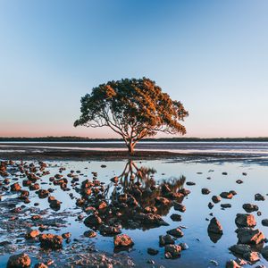 Preview wallpaper tree, shore, stones, water, reflection