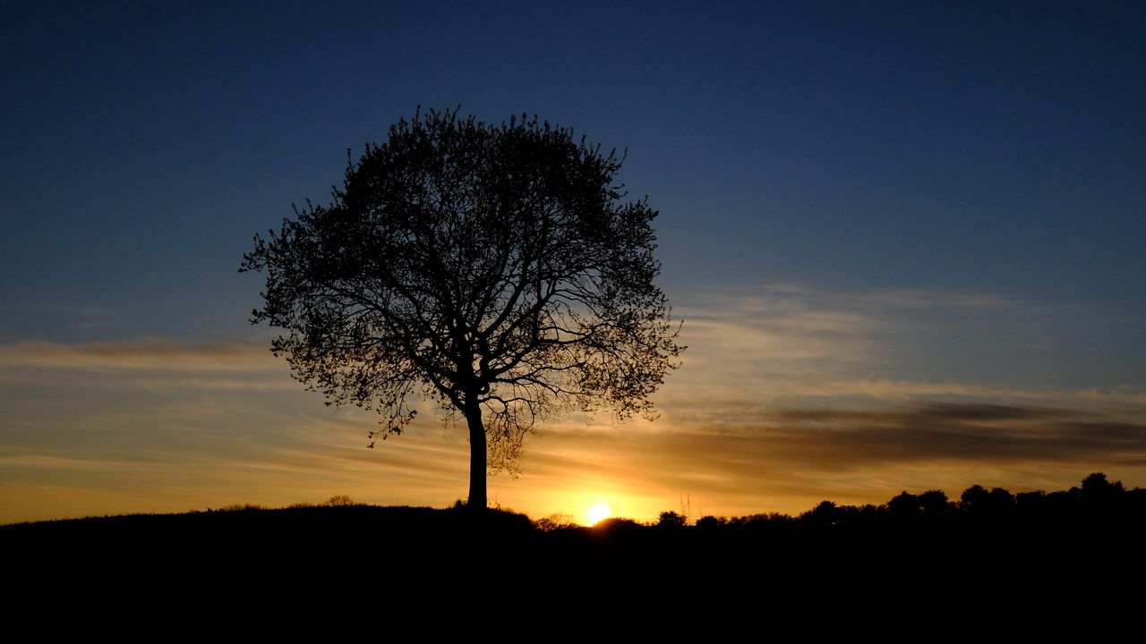 Wallpaper tree, silhouette, branches, sunset, sky