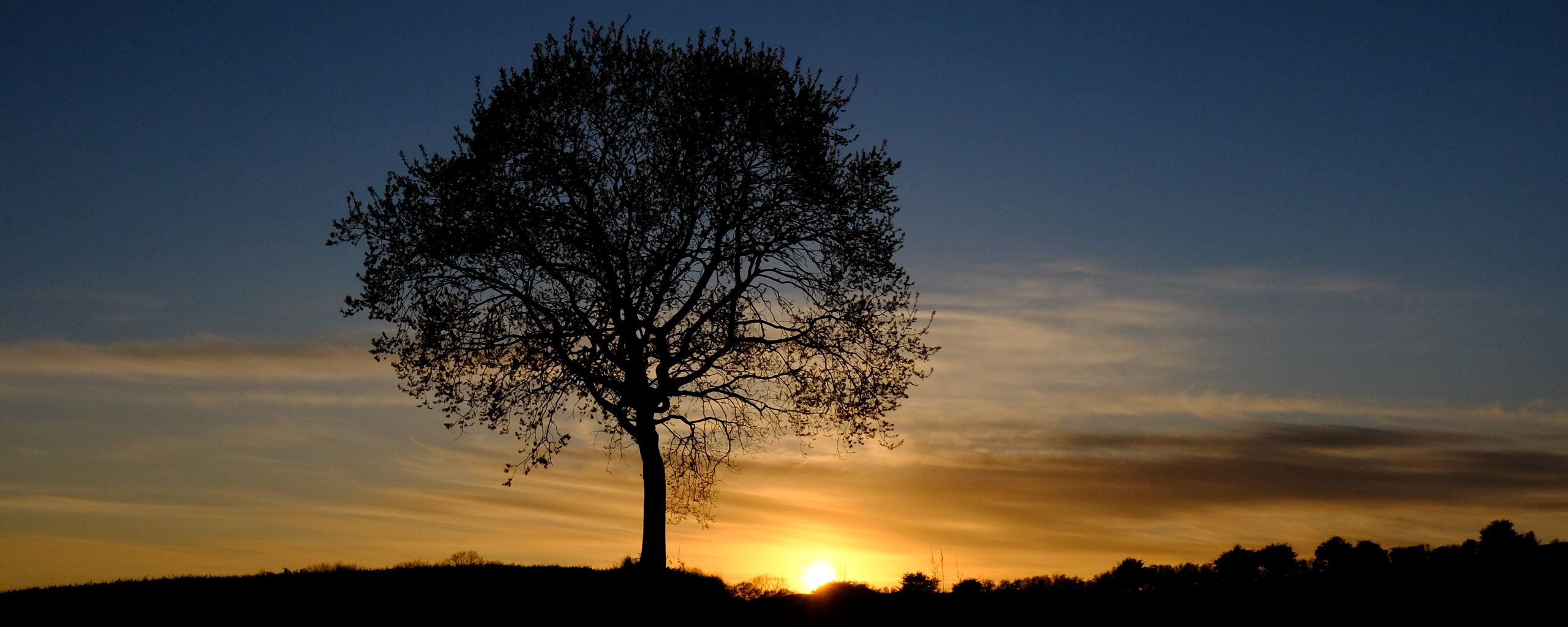 Download   2560x1024 Tree Silhouette Branches Sunset Sky   Tree Silhouette Branches 176064 2560x1024 