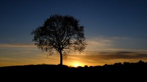 Preview wallpaper tree, silhouette, branches, sunset, sky