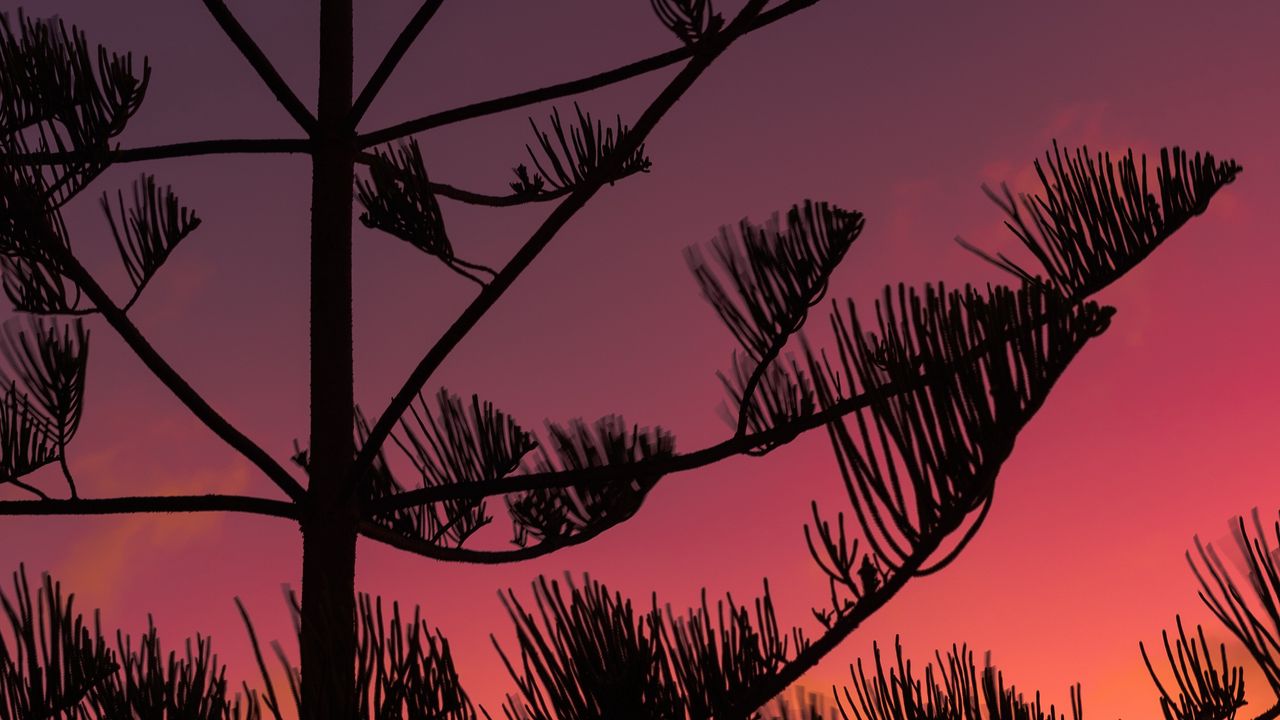 Wallpaper tree, silhouette, branches, sunset, dusk