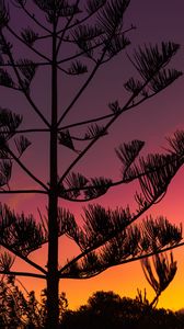 Preview wallpaper tree, silhouette, branches, sunset, dusk