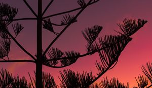 Preview wallpaper tree, silhouette, branches, sunset, dusk