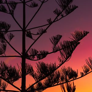 Preview wallpaper tree, silhouette, branches, sunset, dusk