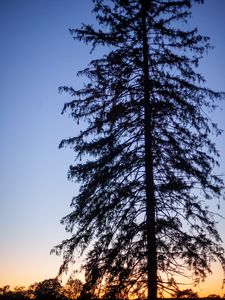 Preview wallpaper tree, silhouette, branches, twilight, dark