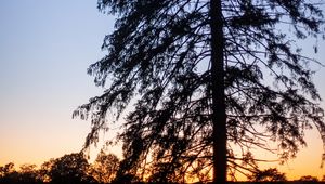 Preview wallpaper tree, silhouette, branches, twilight, dark