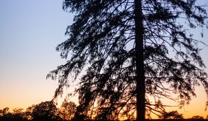 Preview wallpaper tree, silhouette, branches, twilight, dark
