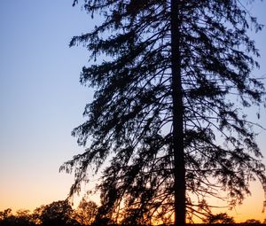 Preview wallpaper tree, silhouette, branches, twilight, dark