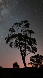 Preview wallpaper tree, silhouette, branches, starry sky, night