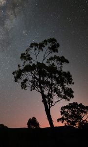 Preview wallpaper tree, silhouette, branches, starry sky, night