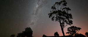 Preview wallpaper tree, silhouette, branches, starry sky, night