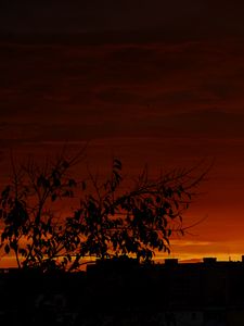 Preview wallpaper tree, silhouette, city, dusk, dark