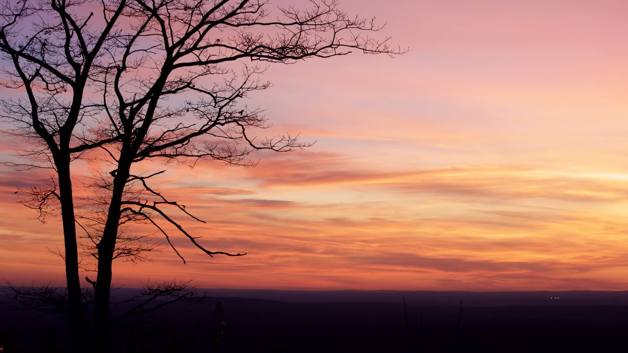 Wallpaper tree, silhouette, dark, dusk, sunset