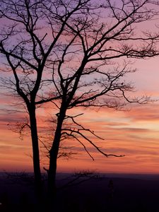 Preview wallpaper tree, silhouette, dark, dusk, sunset