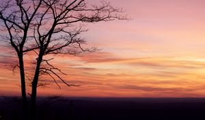 Preview wallpaper tree, silhouette, dark, dusk, sunset