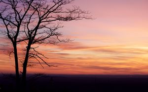 Preview wallpaper tree, silhouette, dark, dusk, sunset